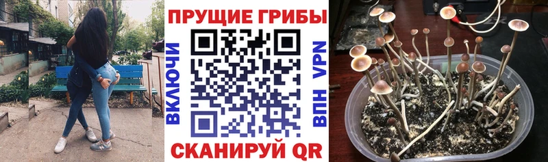KRAKEN ссылка  Бор  Псилоцибиновые грибы мухоморы 